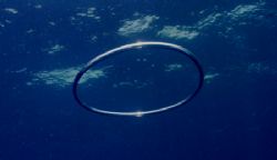 "A Ringer" This photo was taken yesterday in Roatan, whil... by Steven Anderson 